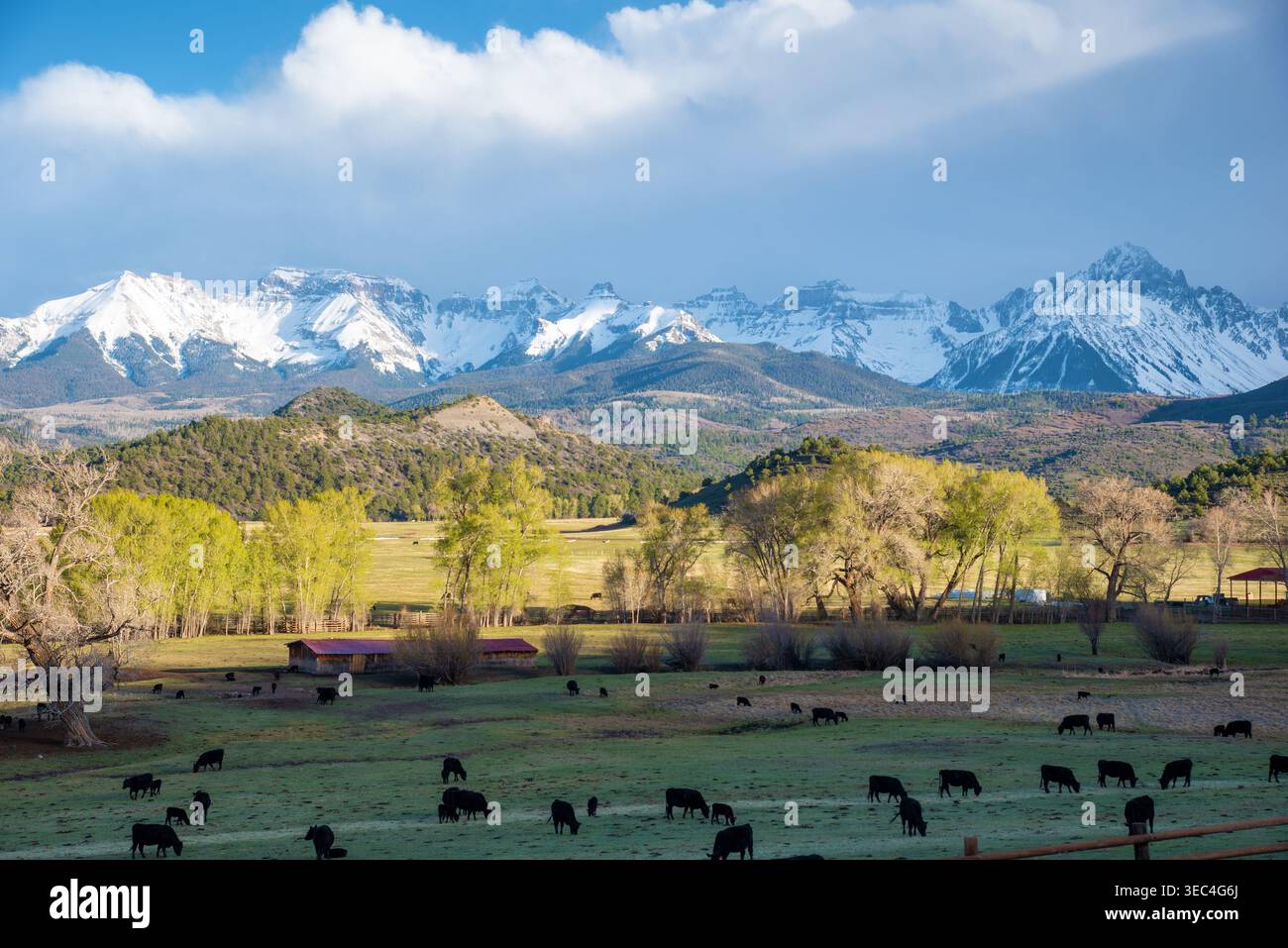 Rinder grasen auf Frühlingsgras unterhalb der San Juan Mountains. Ridgway, Colorado. Stockfoto