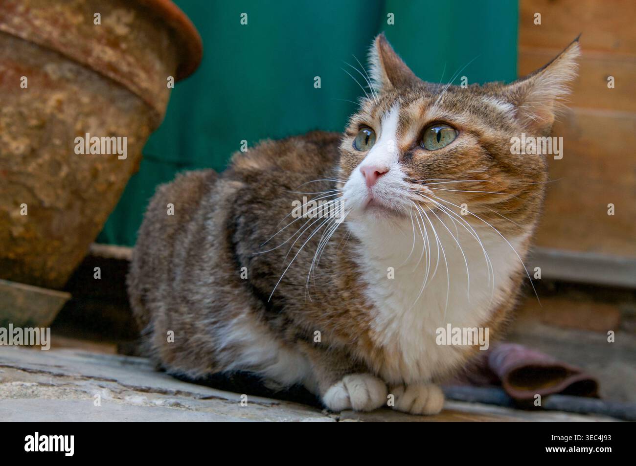 Nahaufnahme einer schönen Tabbykatze mit weißer Brust und Pfoten, die in einem Garten sitzt und neugierig aufblickt. Hauskatze im Hinterhof Stockfoto