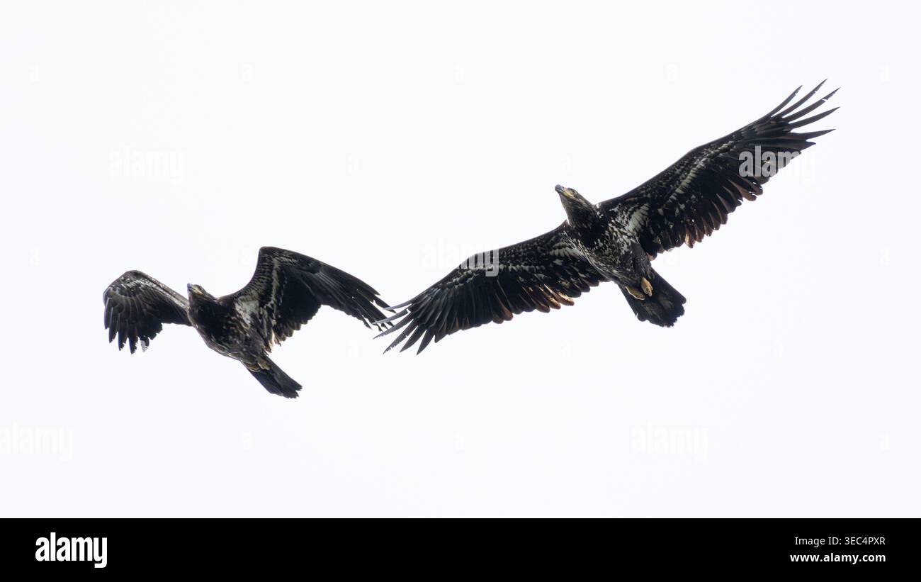 Zwei junge Weißkopfseeadler (Haliaeetus leucocephalus) fliegen über die Insel Galiano in British Columbia, Kanada. Stockfoto
