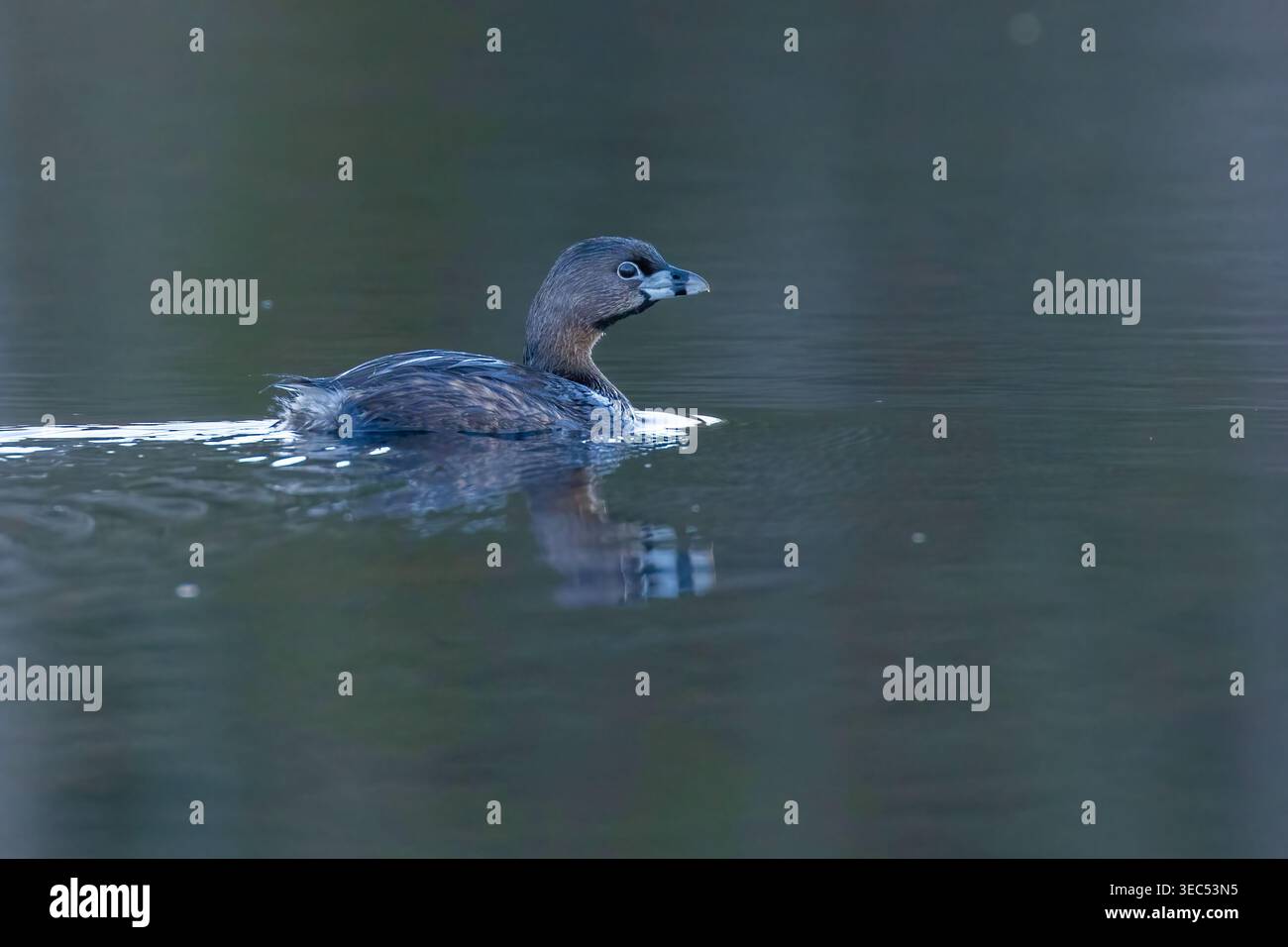 Pied – abgerechnet Grebe (Podilymbus Podiceps) Stockfoto