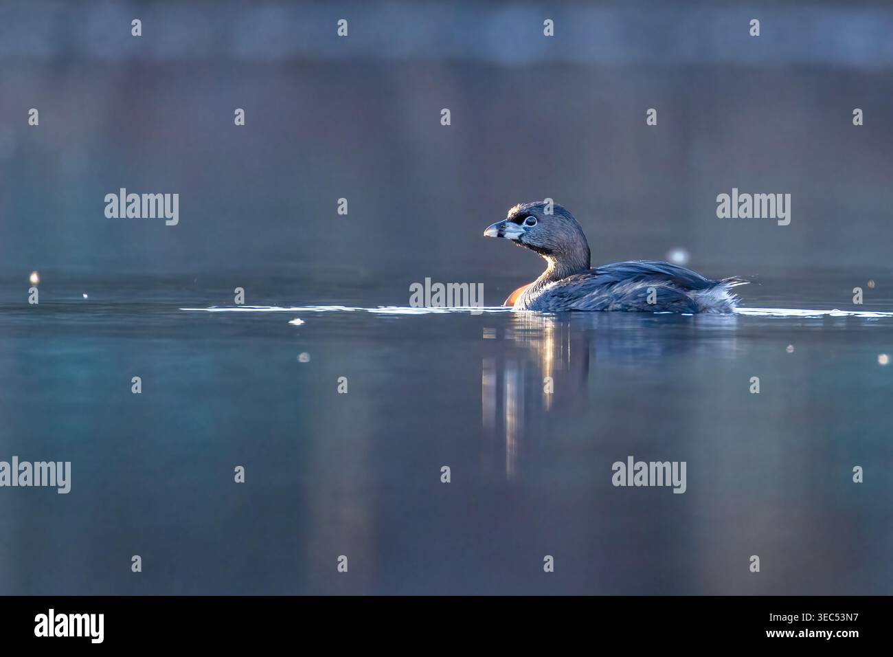 Pied – abgerechnet Grebe (Podilymbus Podiceps) Stockfoto