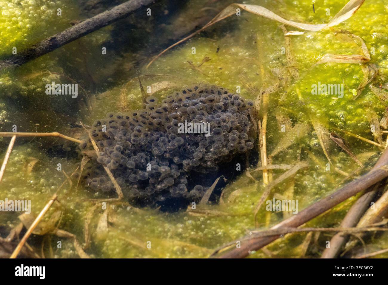 Ansammlung von Froscheiern in gelatinöser Masse, die in flachem grünem Teichwasser mit Algen und Trümmern schwimmend sind, aus der Nähe entwickelnde Embroyos. Stockfoto