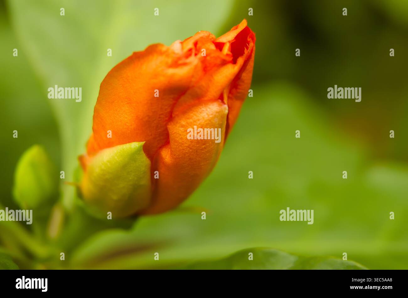 Die Sieben-Sterne-Nadelblume ist noch im Keim. Eine in feuchten Wäldern heimische Blattkaktusart mit großen orange-roten Blüten wie Rosen wird Leu genannt Stockfoto