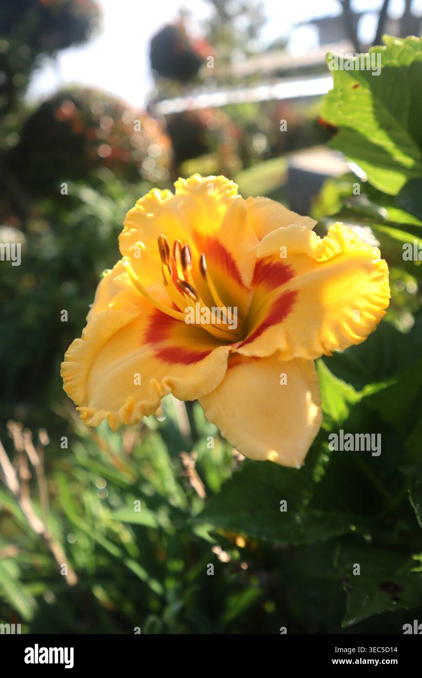 Gelbe Hibiskusblüten Wachsen Wunderschön Im Garten Stockfoto