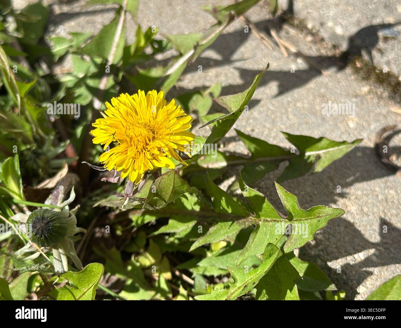 Nahaufnahme eines leuchtenden gelben Löwenzahn, der durch einen Riss im Bürgersteig auftaucht, umgeben von grünen Blättern bei starkem Sonnenlicht. Symbolischer urbaner Naturschauplatz Stockfoto