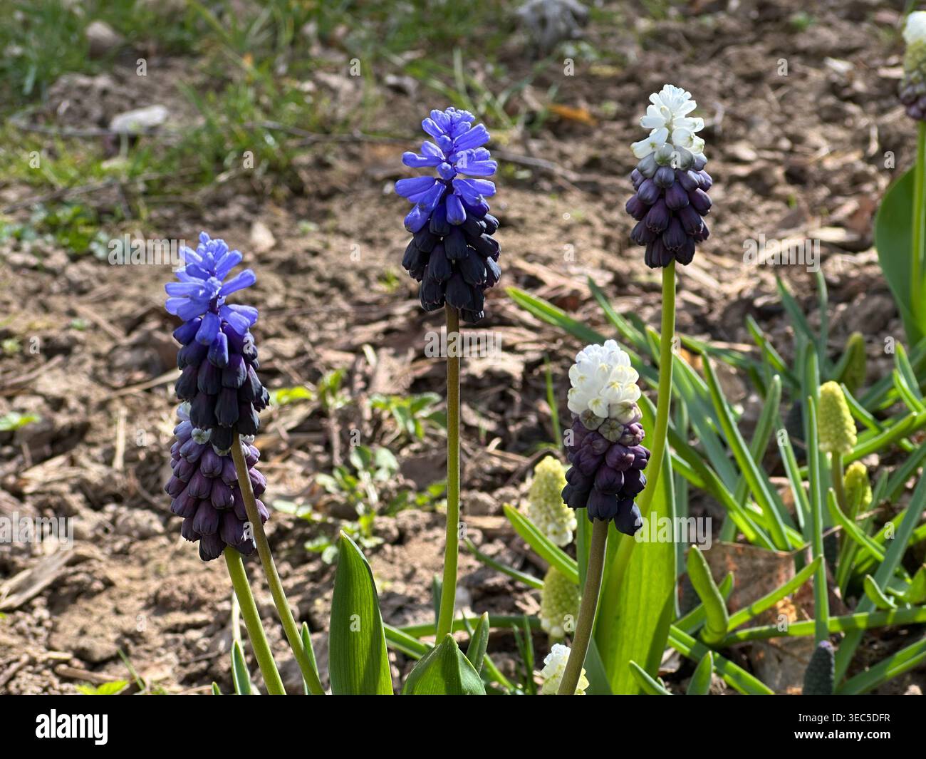 Nahaufnahme blühender Traubenhyazinthen (Muscari) in leuchtenden violetten und weißen Tönen, die in einem natürlichen Garten wachsen. Ideal für Frühling, Gartenarbeit, Blumengeschäft Stockfoto
