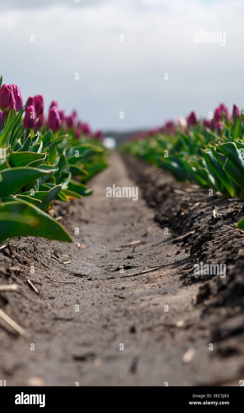 Die Schönheit der Tulpen Stockfoto