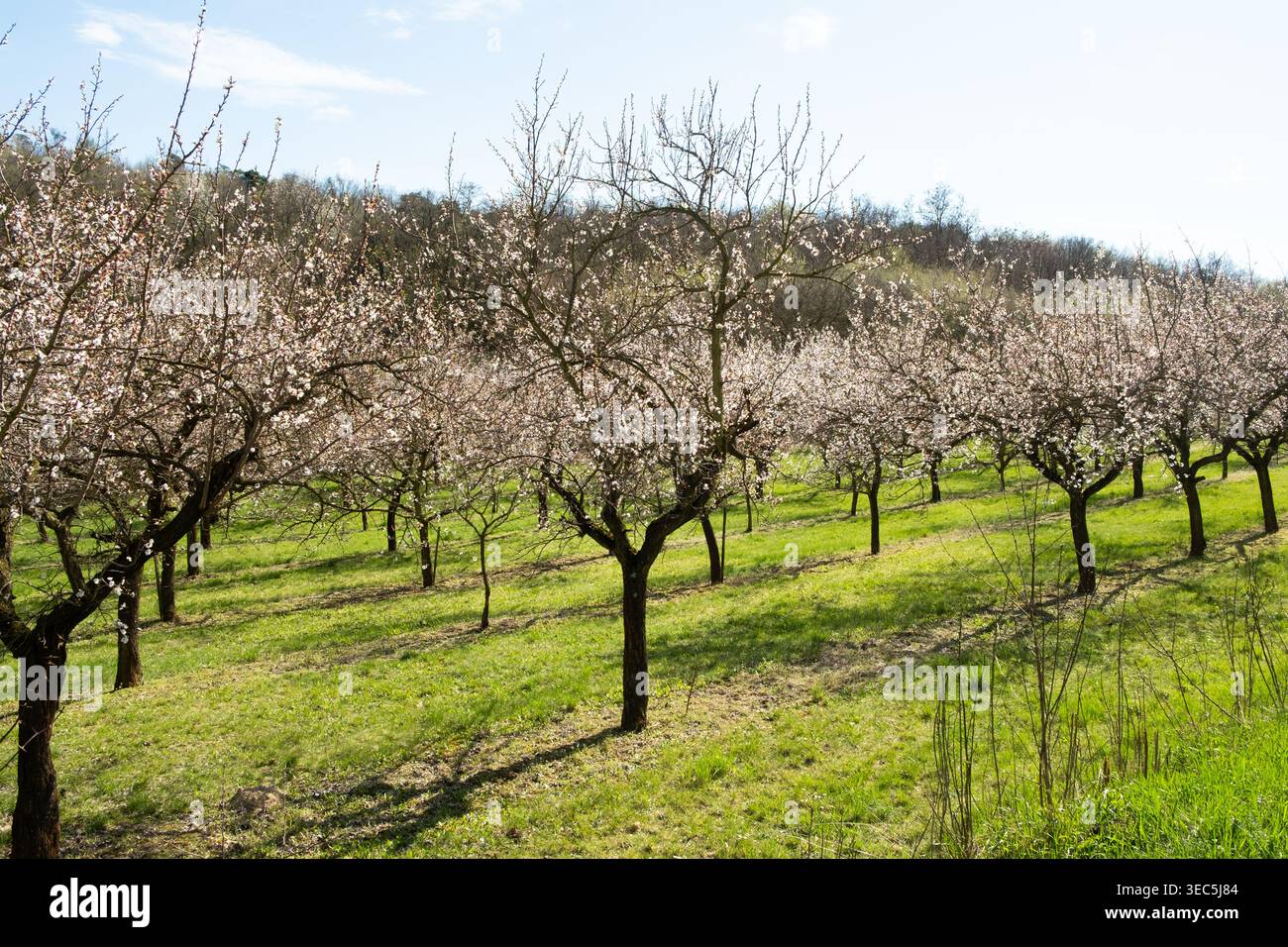 Aprikosengarten nach Frühlingsblüte mit verblassten Blüten. Stockfoto
