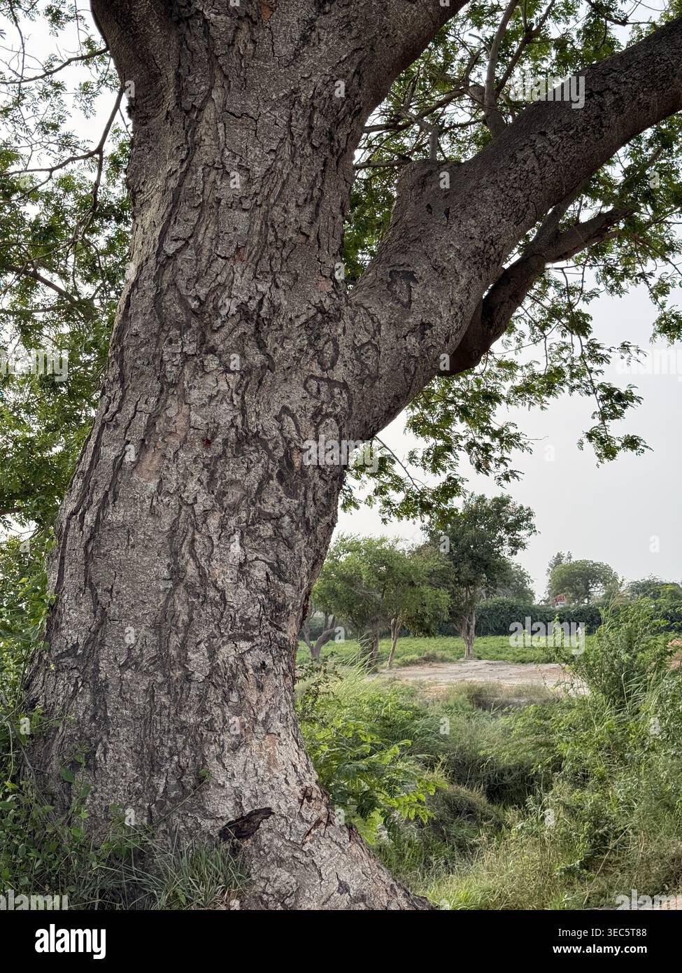 Großer, reifer Baum mit dicker, strukturierter Rinde und ausbreitenden Ästen, der in einer ländlichen Landschaft unter bedecktem Himmel steht und die natürliche rustikale Schönheit und das Wachstum der Umwelt zeigt - Smartphone-aufgenommenes Stockfoto