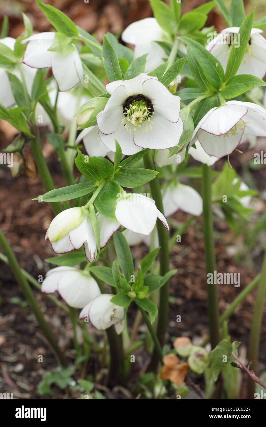 Hellebore Rouge Bride in Wintergartengrenze. Helleborus x hybridus „Ashwood Rouge Bride“. UK Stockfoto