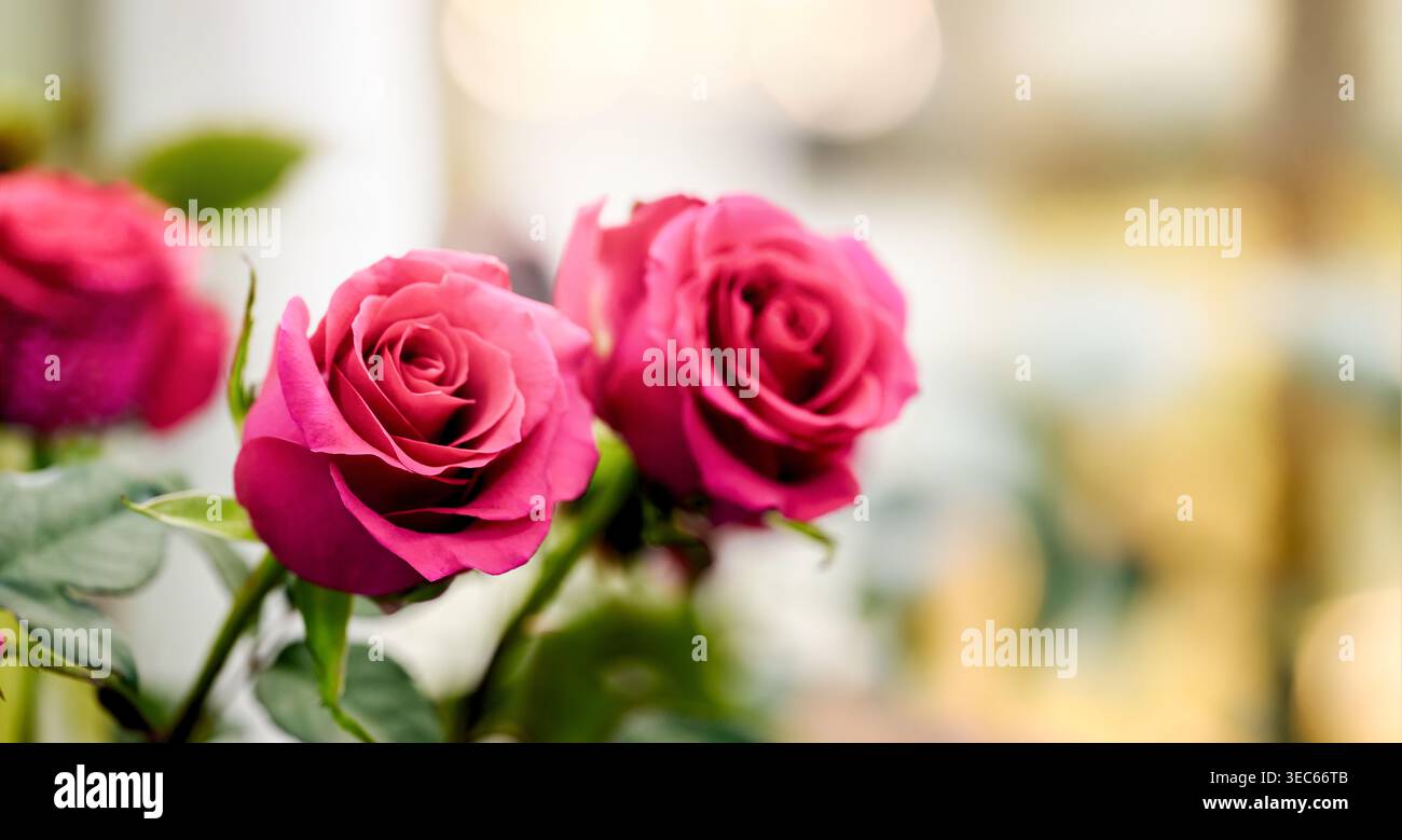 Rosafarbene Rosen mit Bokeh, Blumenladen in weichem Naturstoff Stockfoto