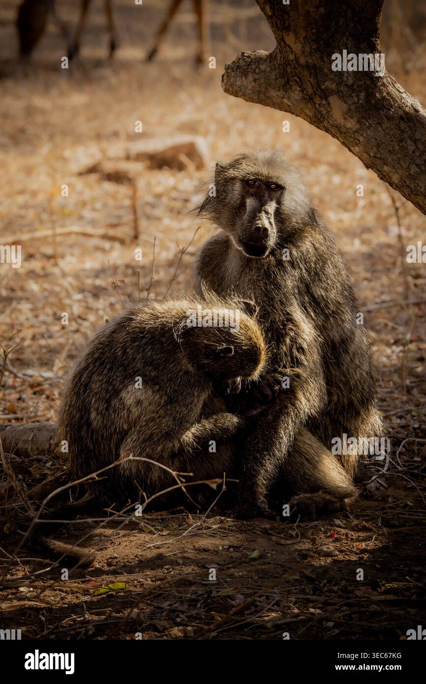 Chacma Paviane pflegen unter Bäumen mit direktem Augenkontakt, Kruger-Nationalpark, Südafrika Stockfoto