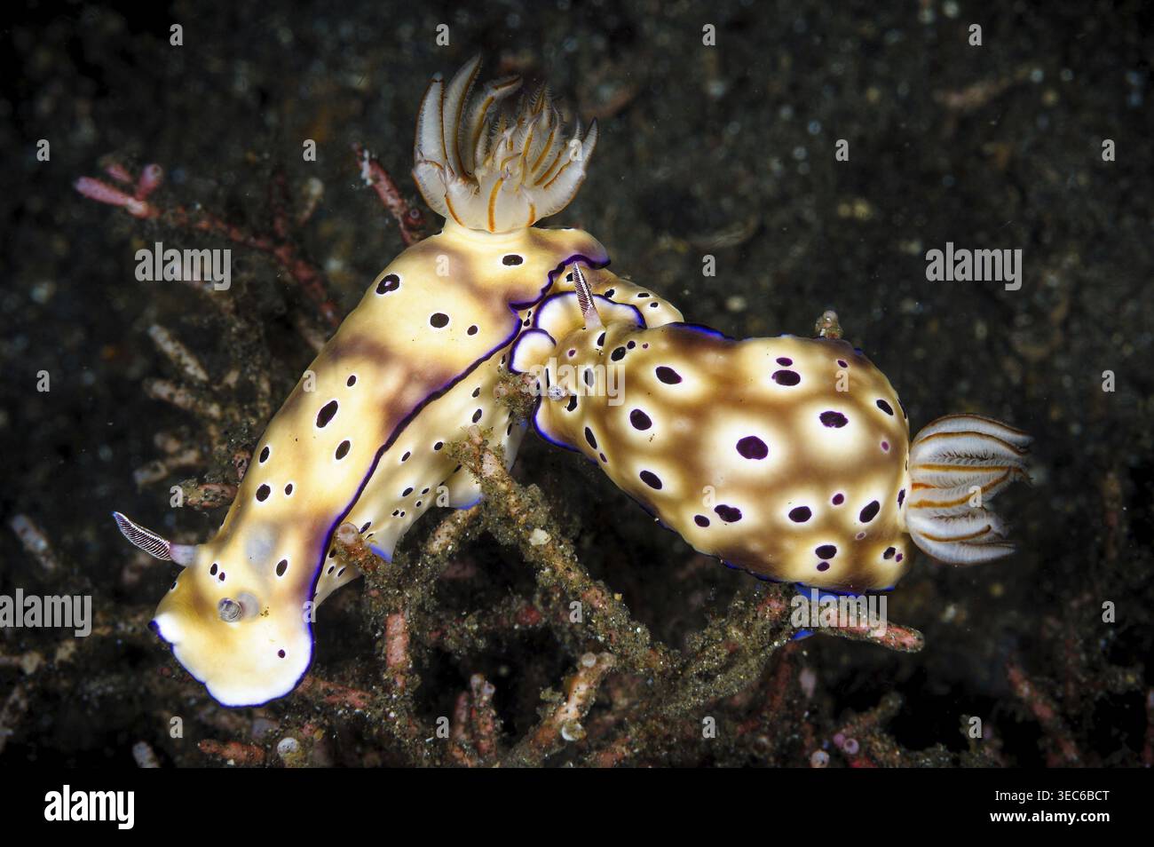 Ein Bild von einigen schönen und farbigen Nacktschnecken, Hypselodoris tryoni, Lembeh, Indonesien Stockfoto