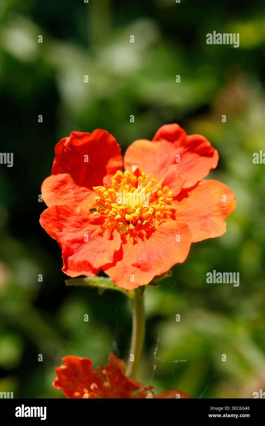 Leuchtende Scharlachfarbene Avens (Geum coccineum) in voller Blüte mit leuchtenden orangefarbenen Blüten und markanten gelben Staubblättern vor einem weichen Bokeh-Garten-Hintergrund. Stockfoto
