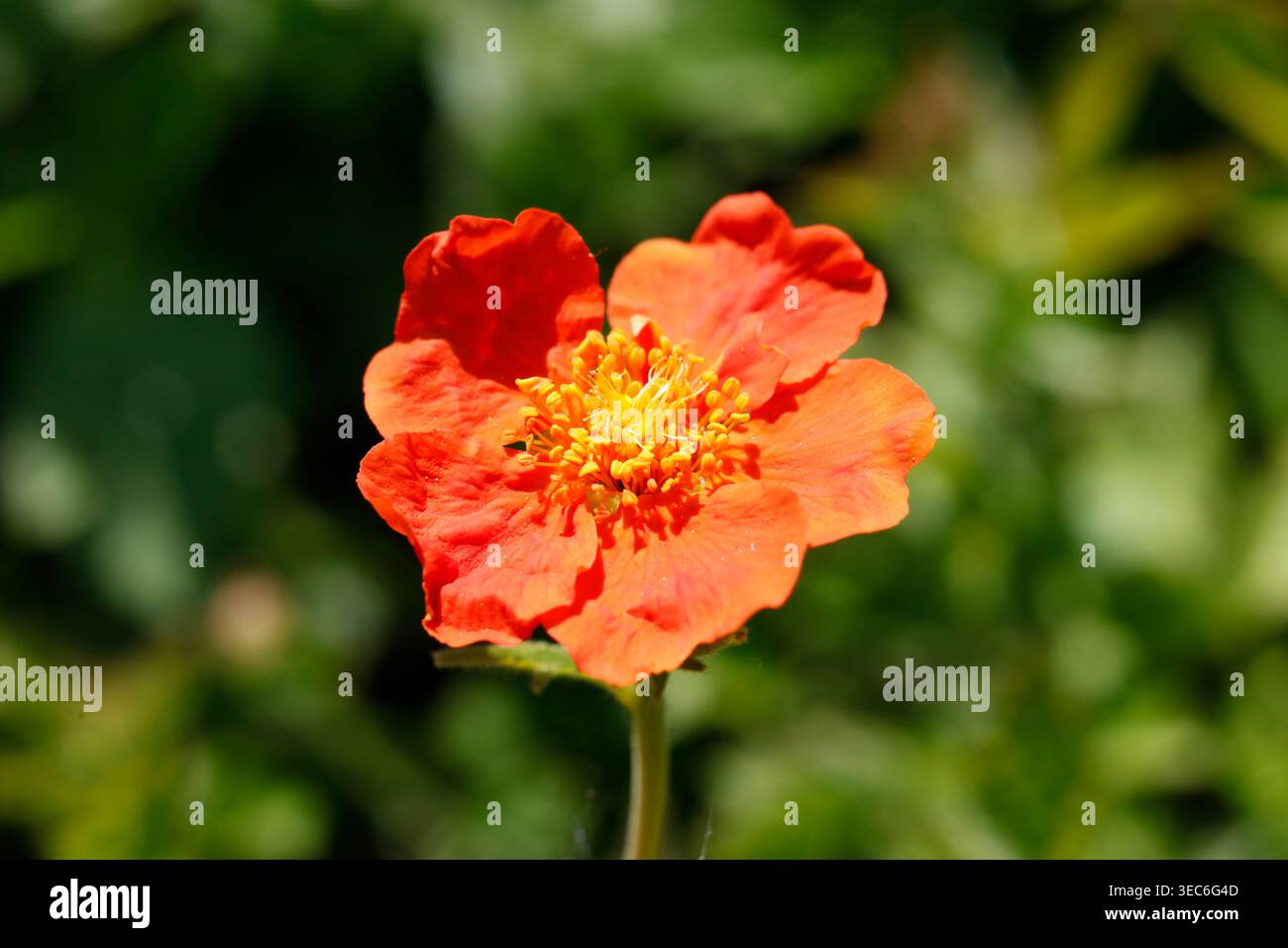 Leuchtende Scharlachfarbene Avens (Geum coccineum) in voller Blüte mit leuchtenden orangefarbenen Blüten und markanten gelben Staubblättern vor einem weichen Bokeh-Garten-Hintergrund. Stockfoto
