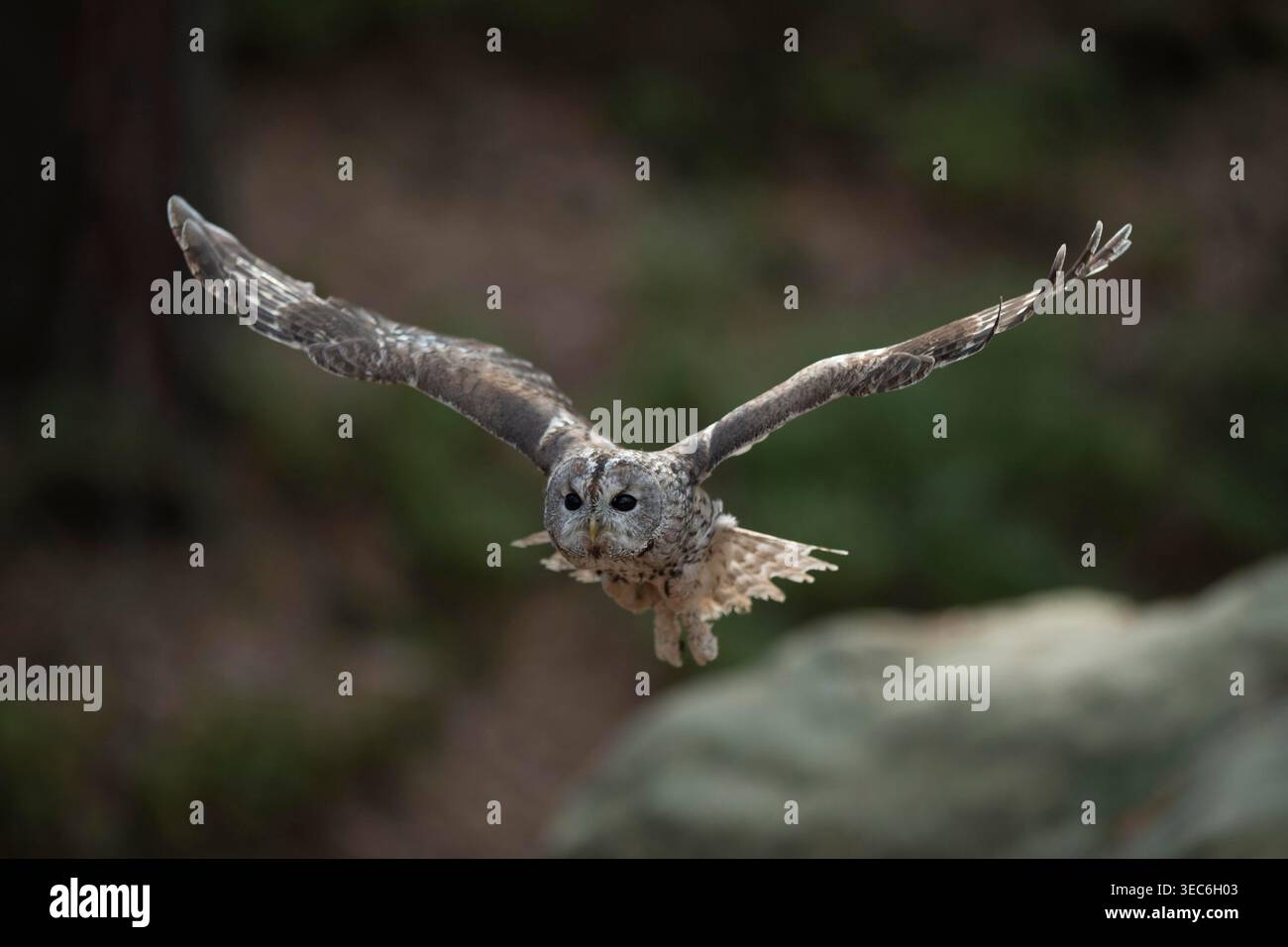 Tawny Owl / Waldkauz ( Strix aluco ) im Frontflug, weit geöffnete Flügel, natürlicher Hintergrund, Europa. Stockfoto