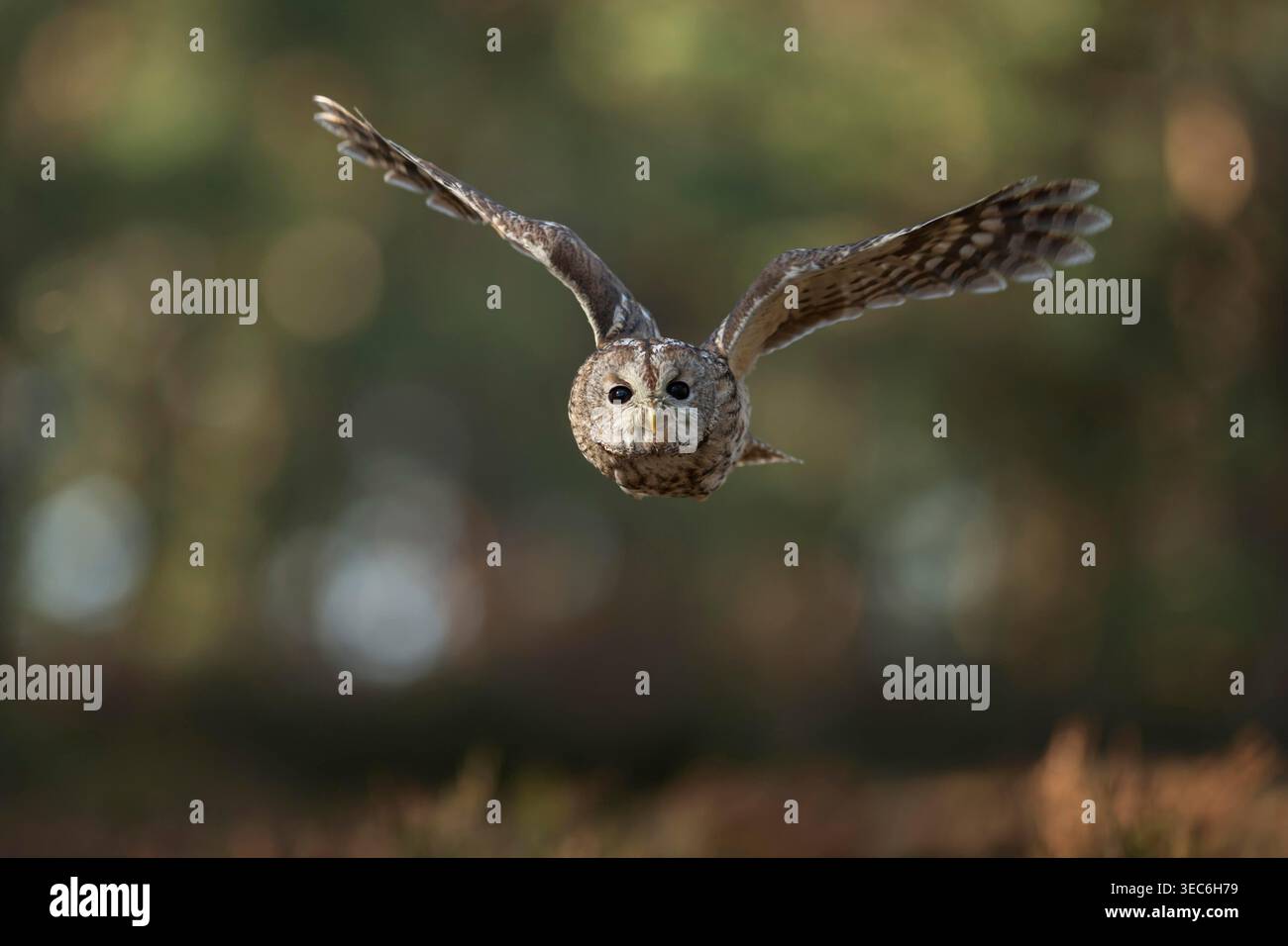 Tawny Owl / Waldkauz ( Strix aluco ) im geräuschlosen Flug vor dem Waldrand, Frontalaufnahme mit Augenkontakt, riesige Flügelspannweite. Stockfoto