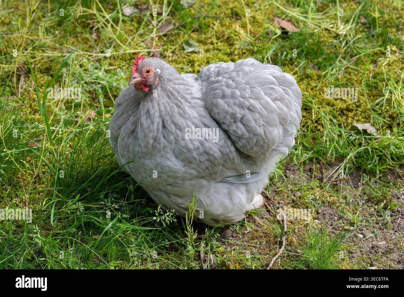 Nancy, Frankreich - Blick auf eine weibliche Pekin Bantam in einem Hühnerstall in einem Park in der Stadt Nancy. Stockfoto