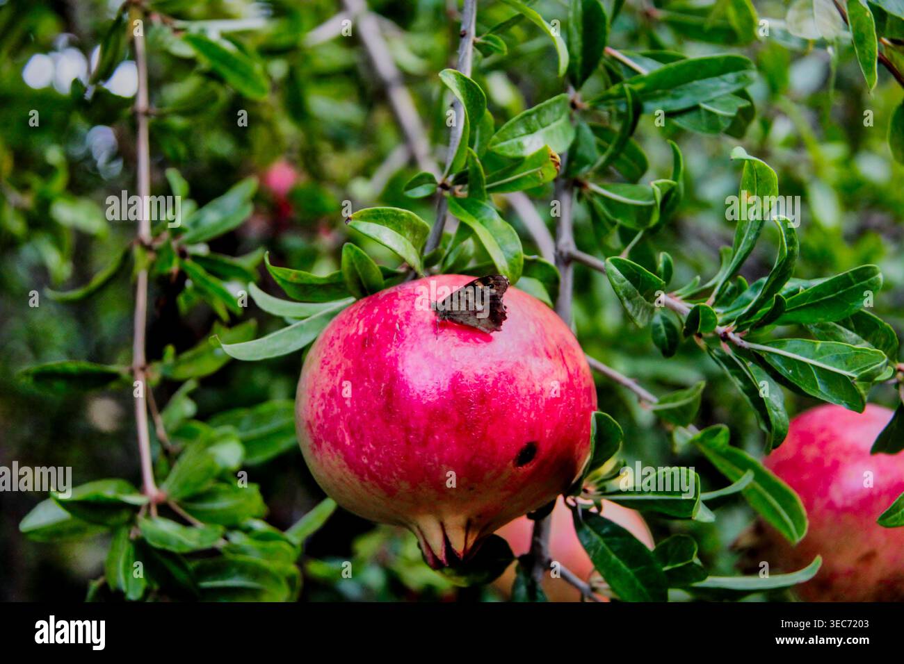 Ein Schmetterling auf einem Reifen Granatapfel auf dem Baum in einem sizilianischen Garten, Italien. - Una farfalla riposa su un melograno maturo sull'albero Stockfoto