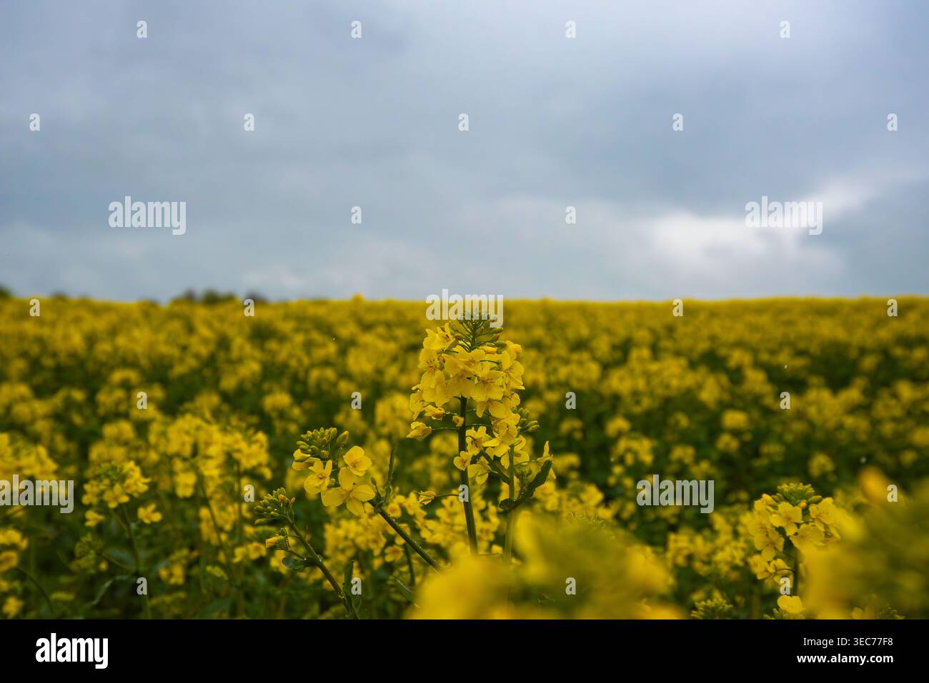 Nahaufnahme von leuchtenden gelben Rapsblüten, die auf einem weiten Feld unter einem stimmungsvollen, bedeckten Himmel blühen. Stockfoto
