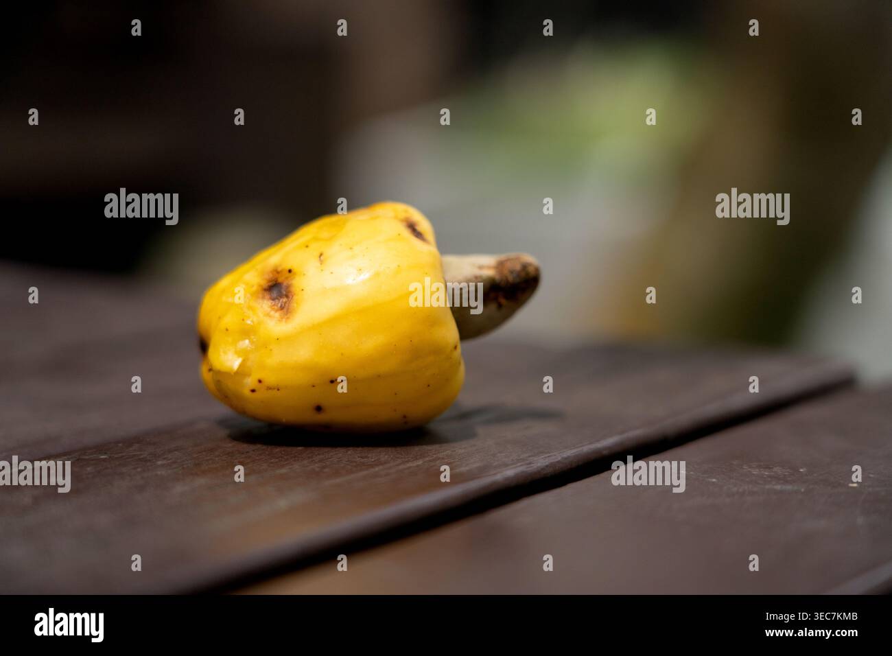 Gelbe Cashewfrucht auf dunklem hölzernem Hintergrund, die einzigartige tropische Frucht und ihren Samen zeigt. Stockfoto