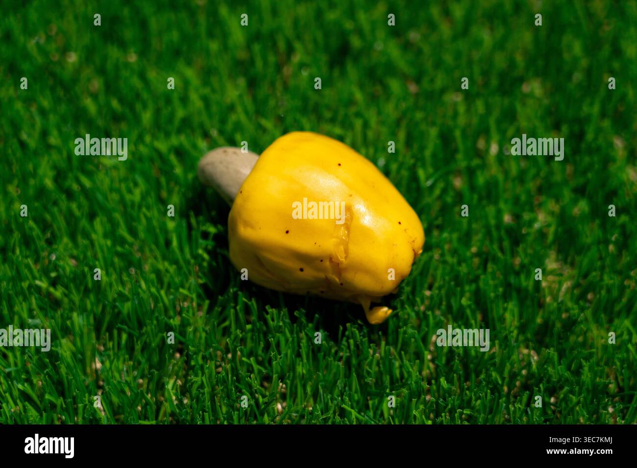 Ein leuchtend gelber Cashew-Apfel auf leuchtendem grünem Gras, der den Kontrast tropischer Farben unterstreicht. Stockfoto