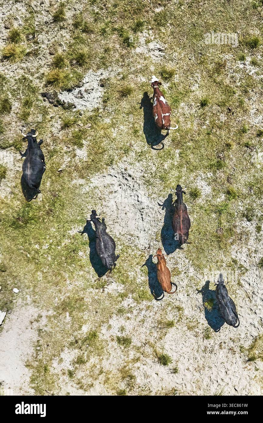Aus der Vogelperspektive auf Almweiden im Aostatal, Italien während der Sommersaison Stockfoto