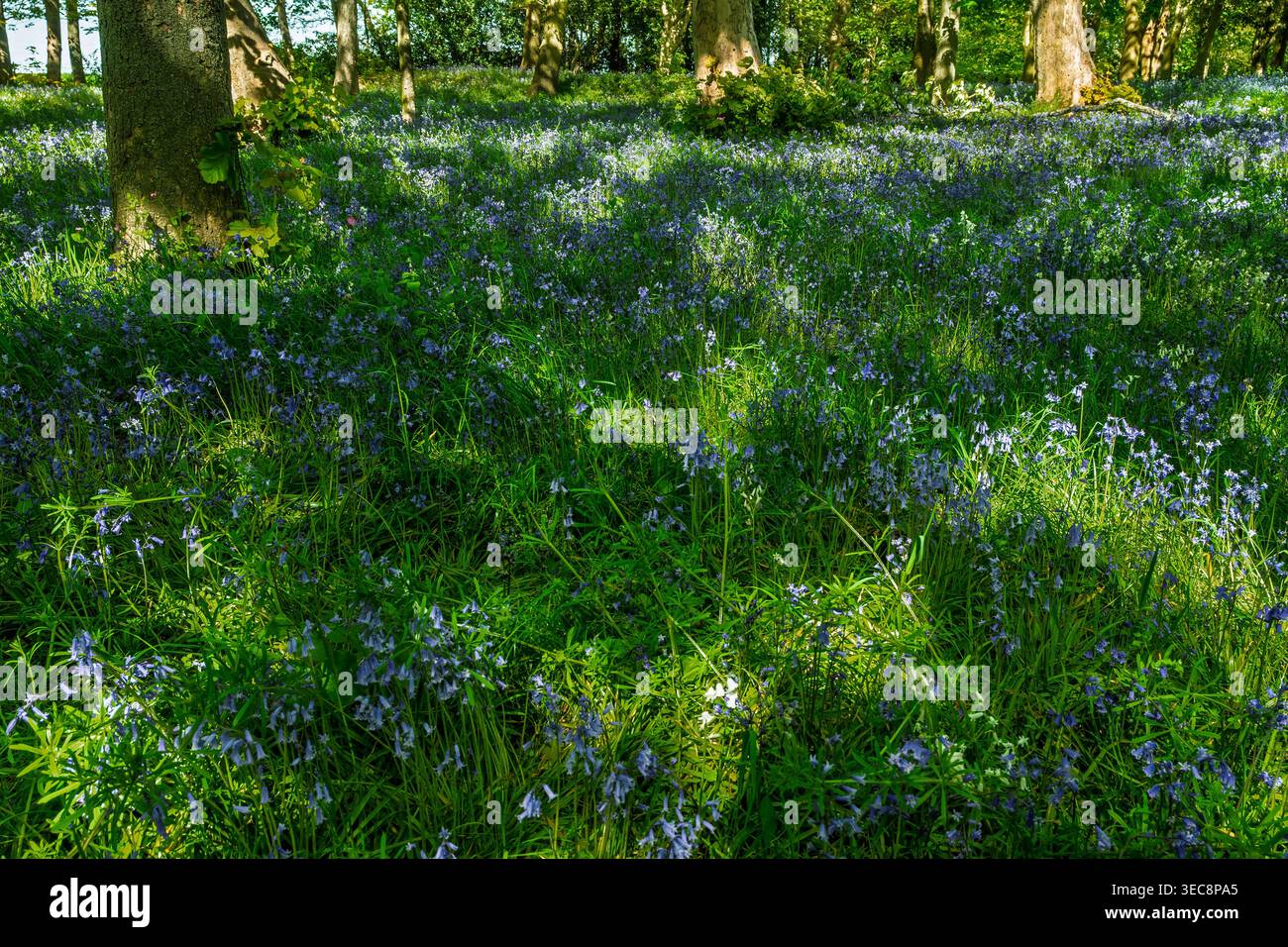 Sonnenlicht zieht durch die Bäume und wirft komplizierte Schatten auf einen üppigen Waldboden. Ein Meer von Blauglockenblumen blüht und malte die Landschaft mit Stockfoto