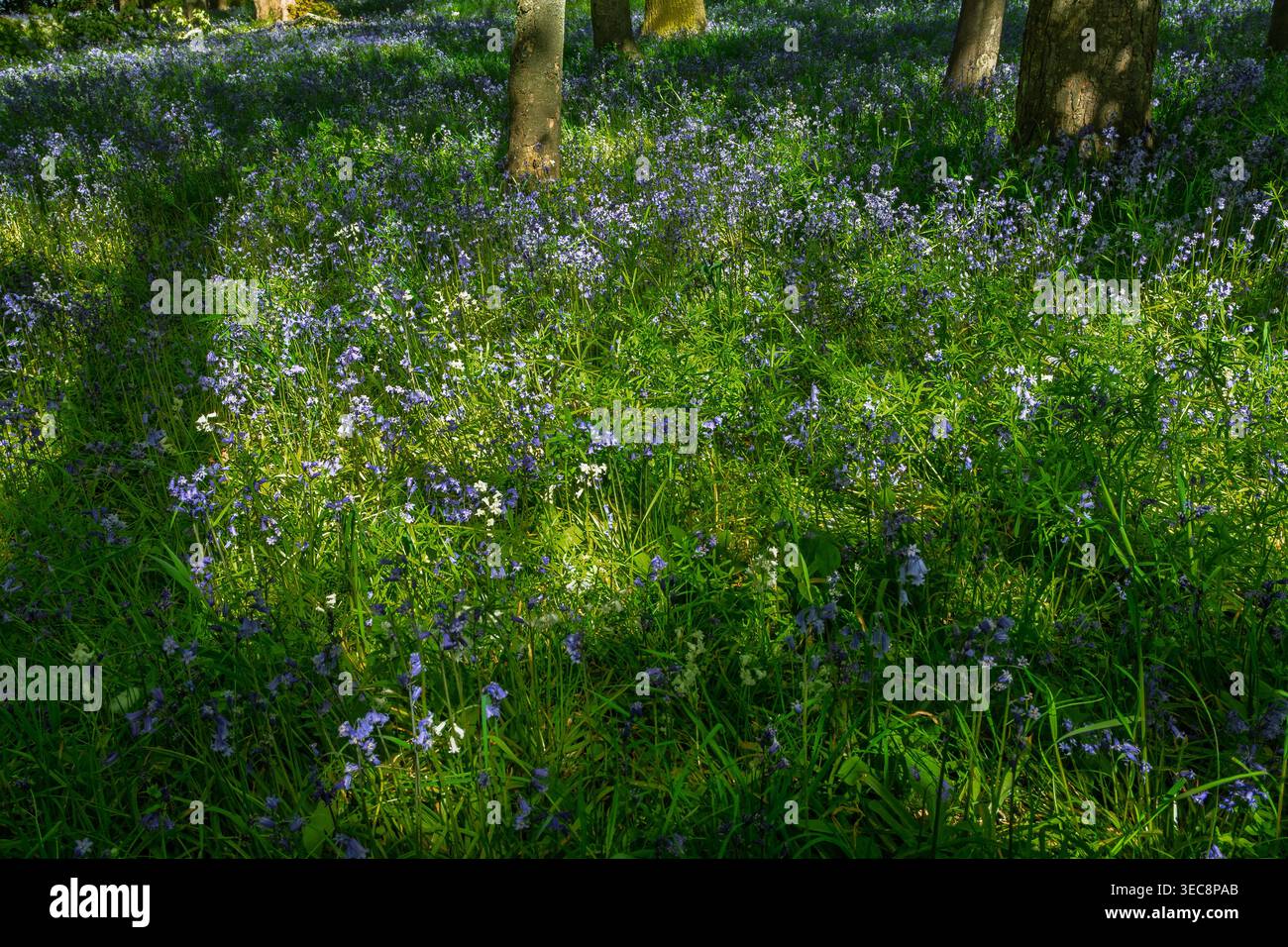 Sonnenlicht filtert durch Äste und wirft Schatten auf einen üppigen Waldboden, der mit leuchtenden Blauglockenblüten bedeckt ist. Diese ruhige Umgebung lädt ein Stockfoto