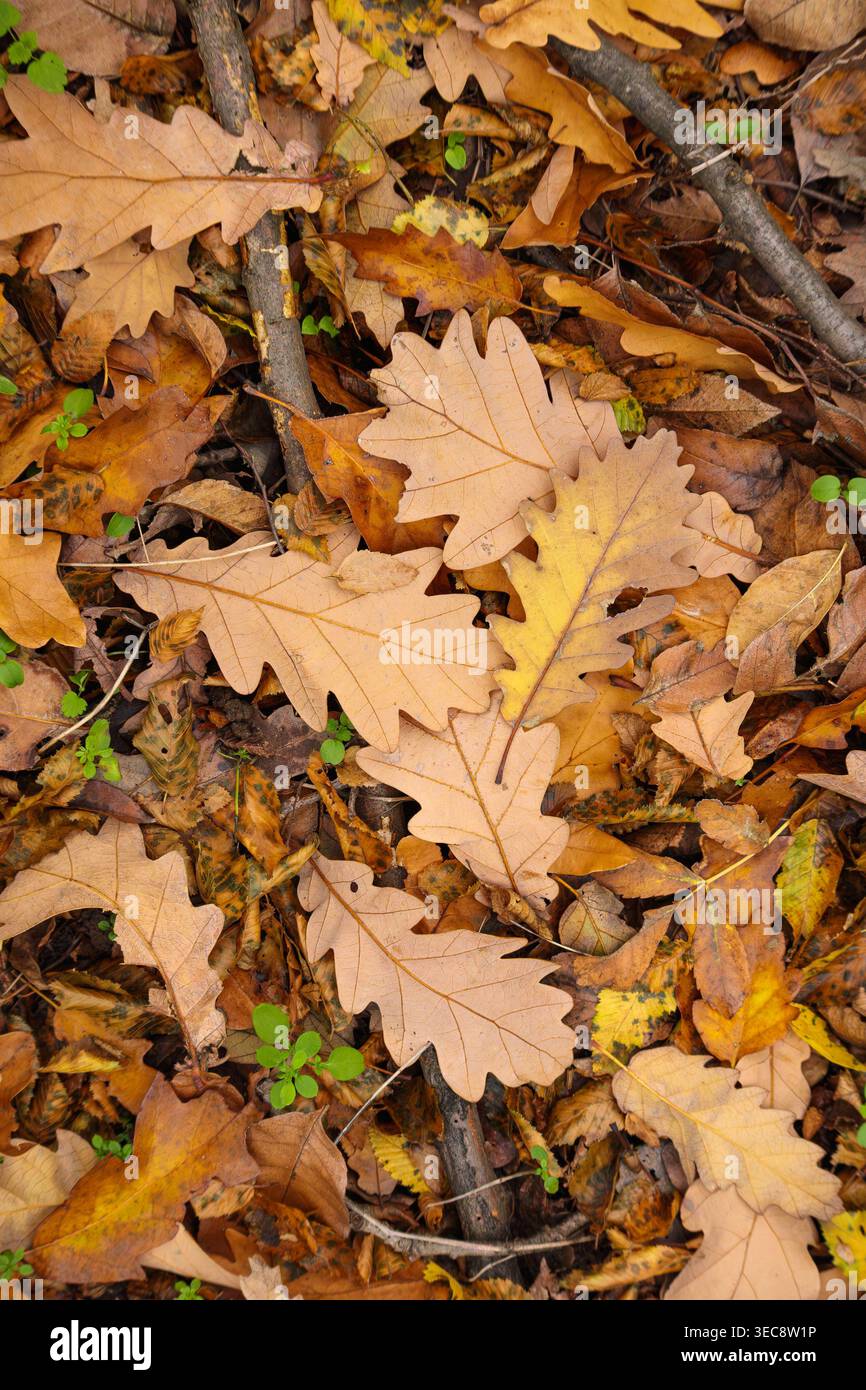 Herbsteichenblätter auf Waldboden, natürlicher Hintergrund mit saisonaler Textur Stockfoto