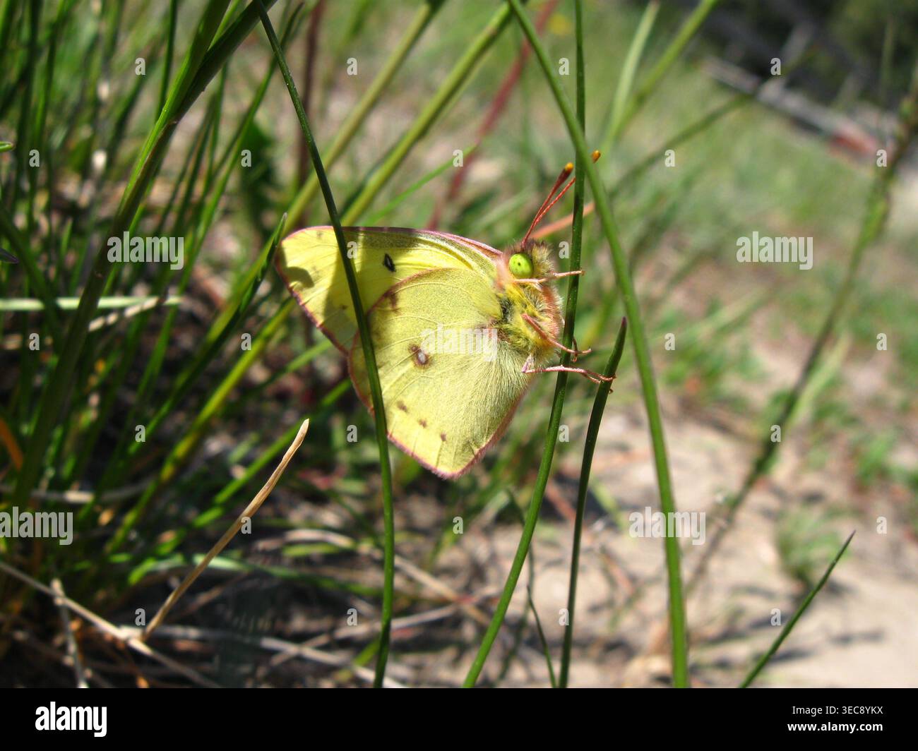 Orange Schwefel Schmetterling Thront Auf Gras Stockfoto