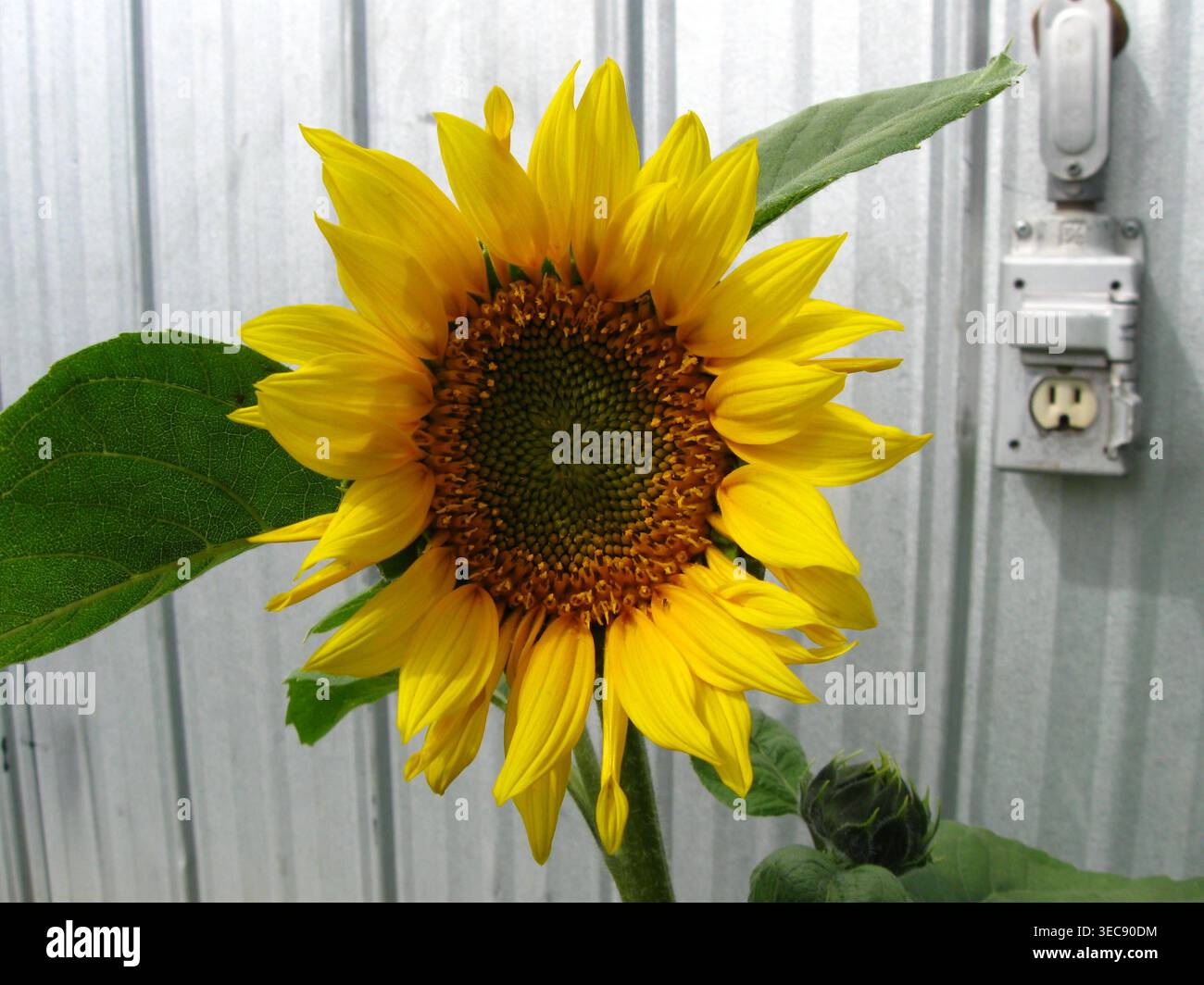 Große Sonnenblume Von Blechverkleidung Stockfoto