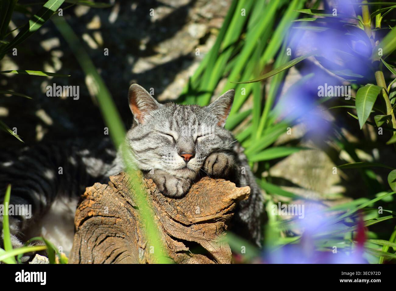 Eine Hauskatze, die in einem Garten döstet, lehnt sich auf einen Baumstamm. Stockfoto