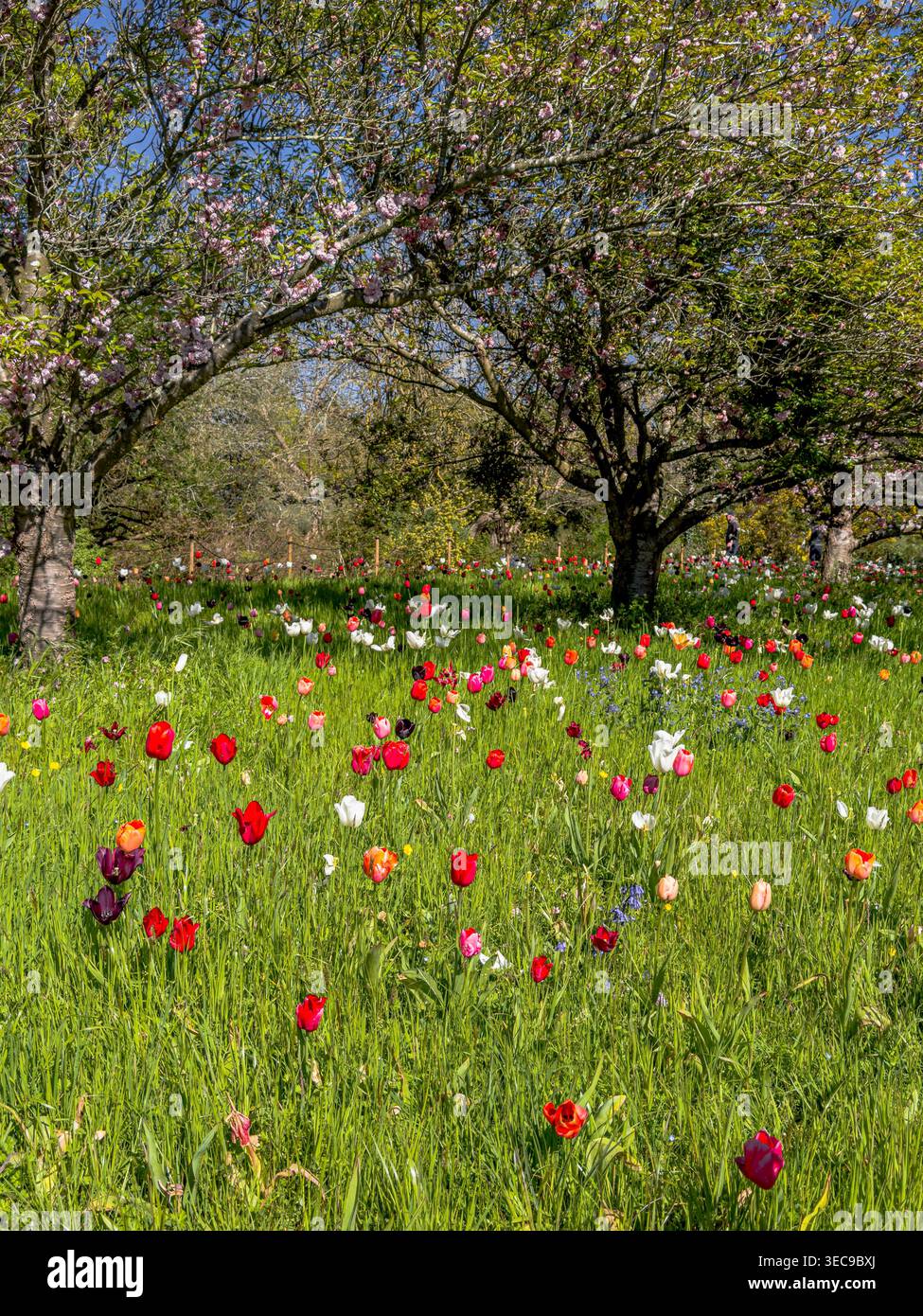 Eine wilde Wiese voller blühender Tulpen an einem Frühlingsnachmittag in Kew Gardens, den Royal Botanic Gardens, Kew im Südwesten Londons, Großbritannien Stockfoto