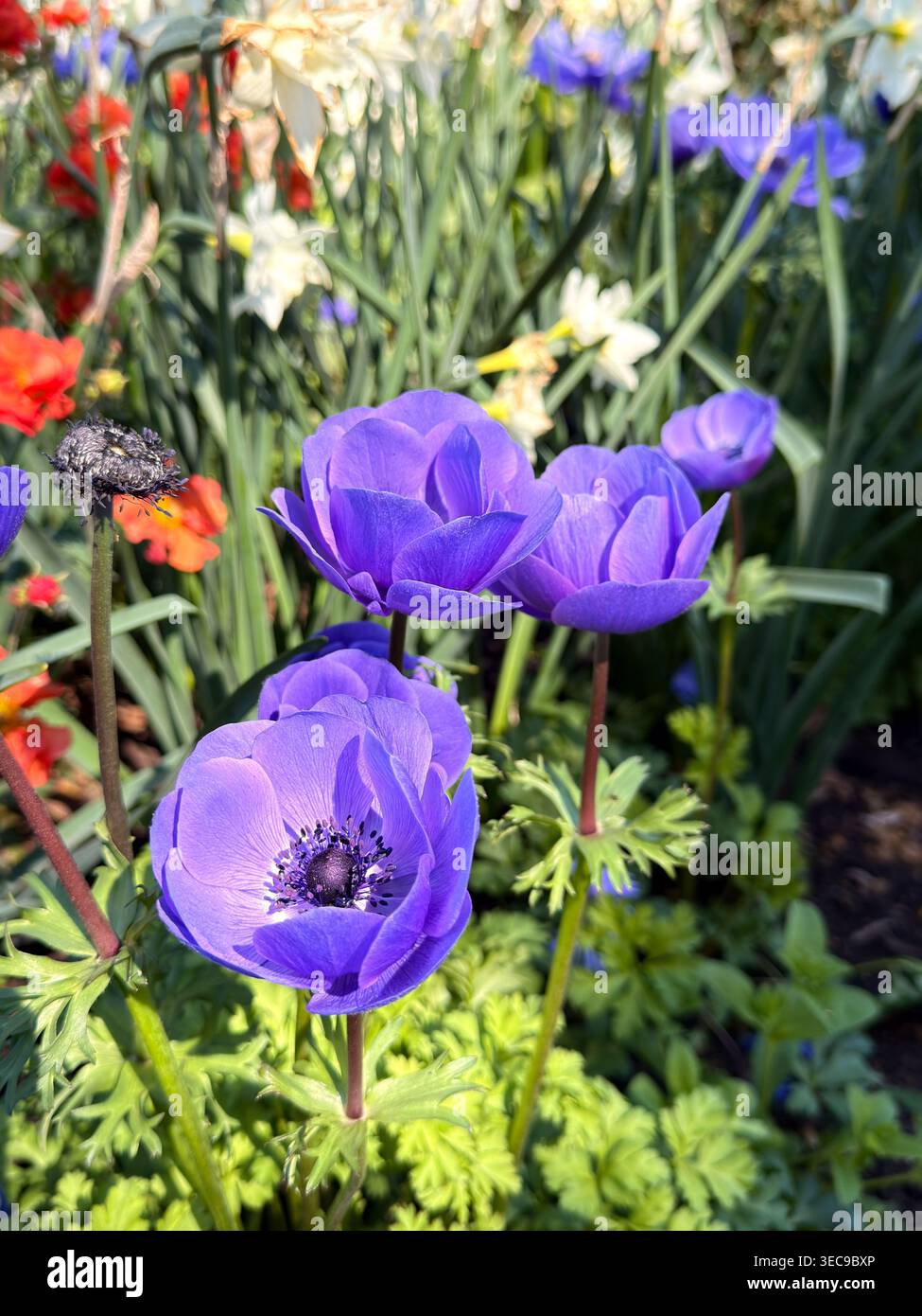 Eine Blaue Anemone oder Blaumohn (Anemone coronaria) in der Blüte in Kew Gardens, London, Großbritannien Stockfoto