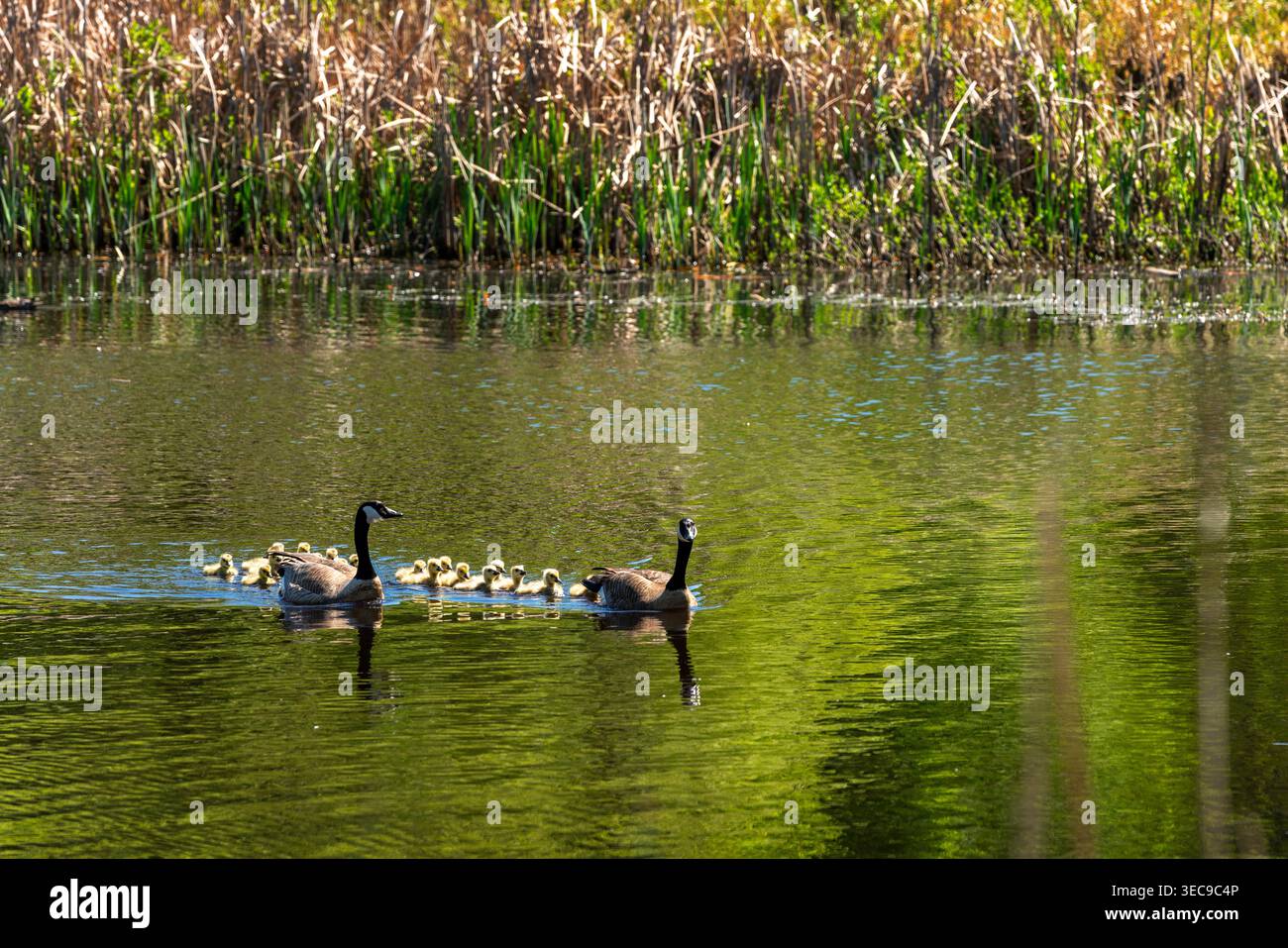 Schwimmende Kanadänse mit flauschigen Goslings. Kanadiengänse schützen beim Schwimmen in einem Teich. Stockfoto