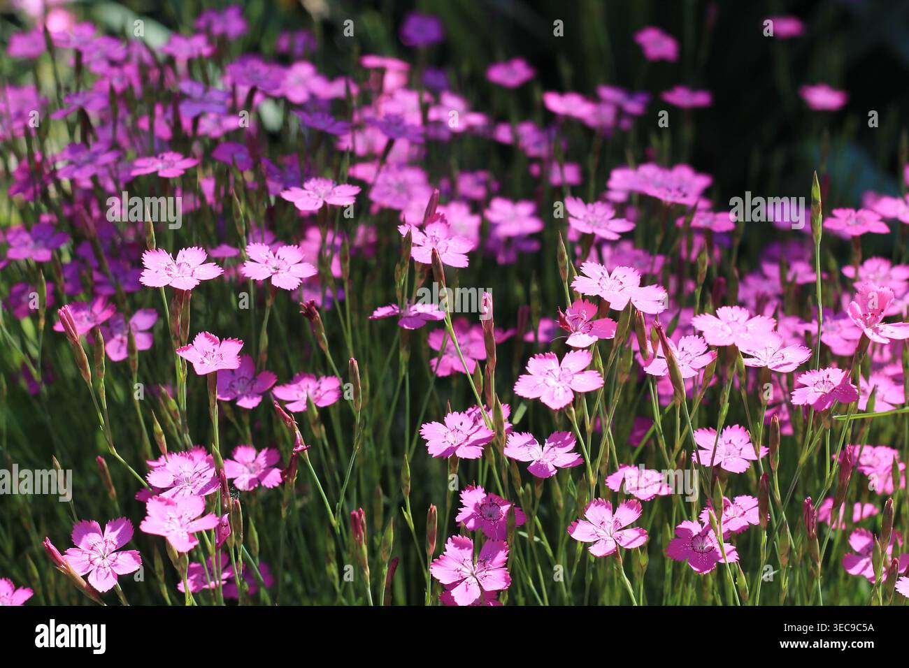 Jungfrau Pinks Posiert Im Verblüfften Licht Stockfoto