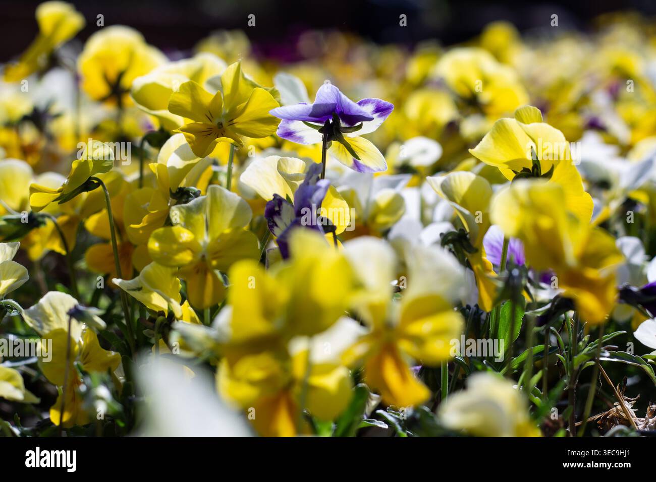 Lila In Yellow Garden Stiefmütterchen Und Sepalen Stockfoto