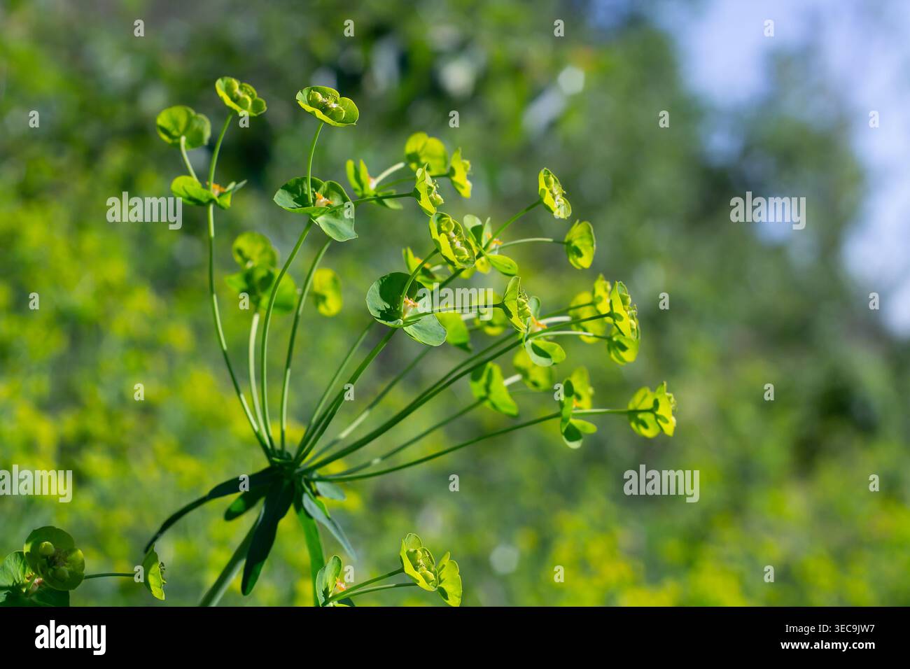 Grüne Spurge-Blume und Eine kleine Ant Stockfoto
