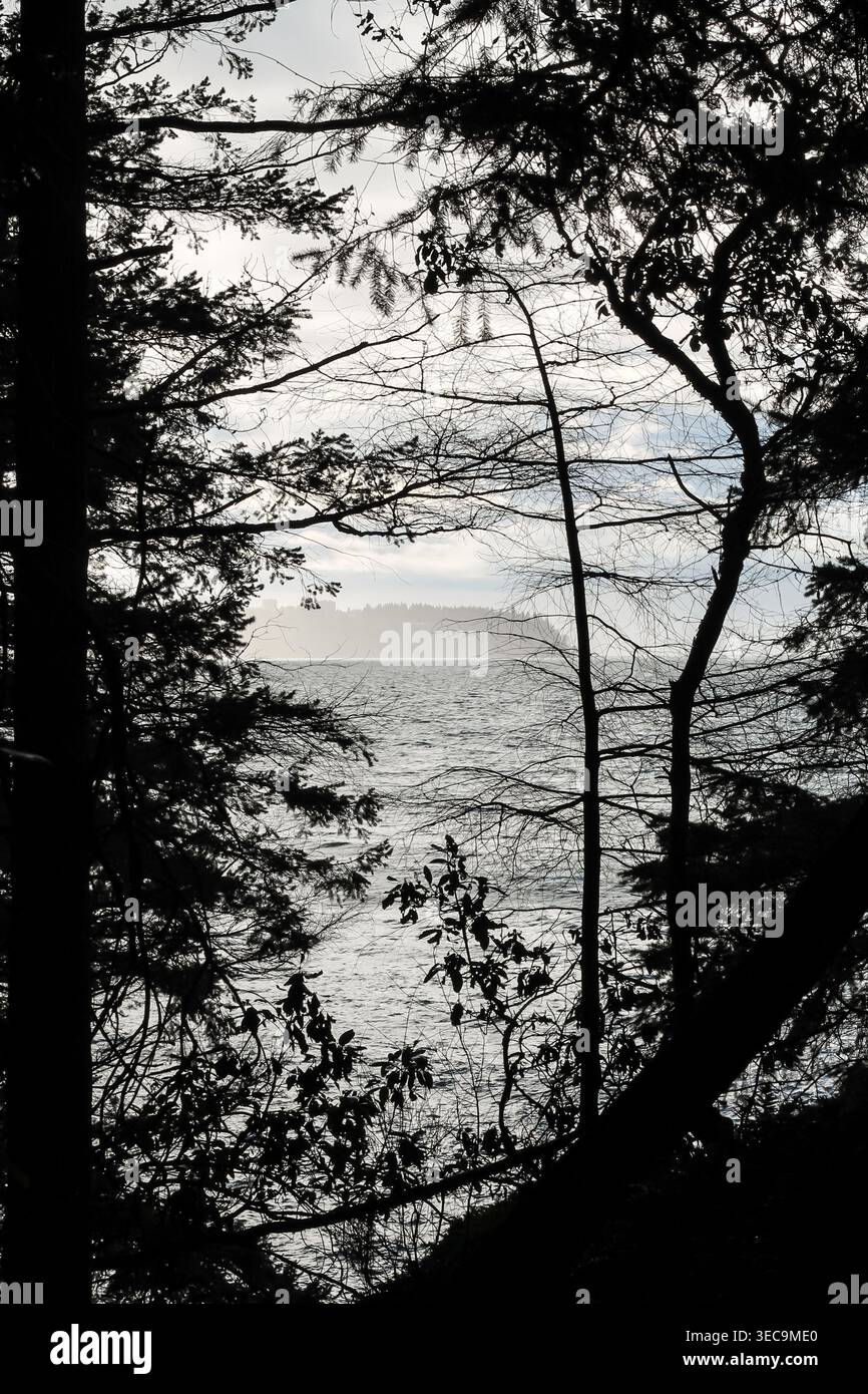 Blick Auf Den Pazifik, Eingerahmt Von Silhouetted Forest Stockfoto