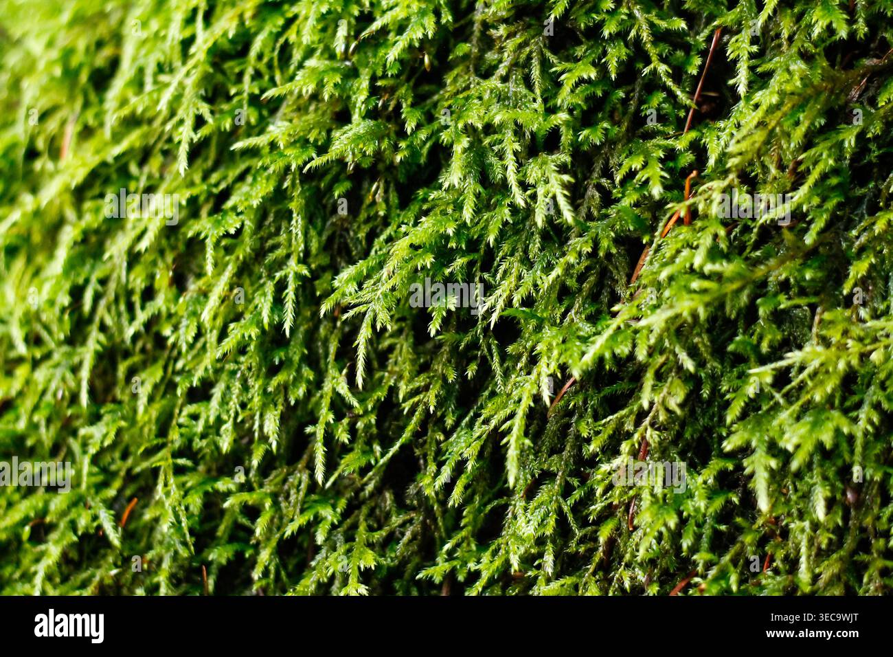 Crispleaf Rohmoss Teppiche Einen Baumstamm Stockfoto