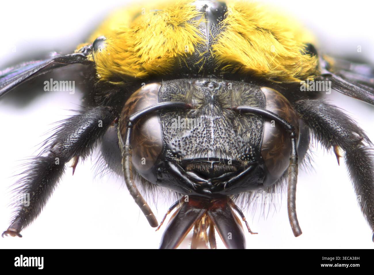 Gelbe Zimmerbiene (Xylocopa aestuans) männlich - heimisch in Nordafrika, im Nahen Osten und Südostasien. Nahaufnahme eines toten Exemplars Stockfoto