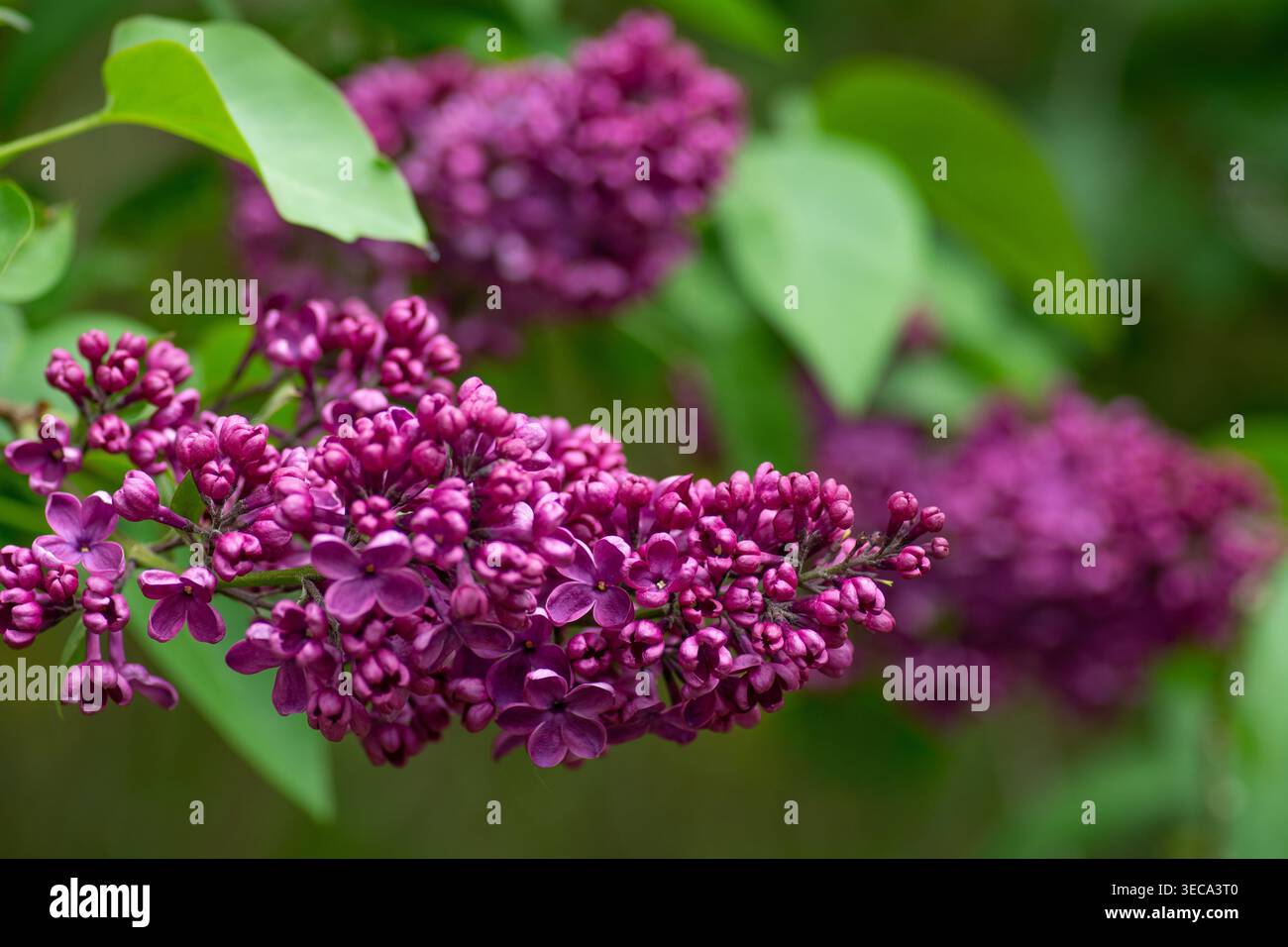 Fliederblume, syringa vulgaris, „Andenken an Ludwig Spath“, Flieder, Laubstrauch, Frühling. Stockfoto