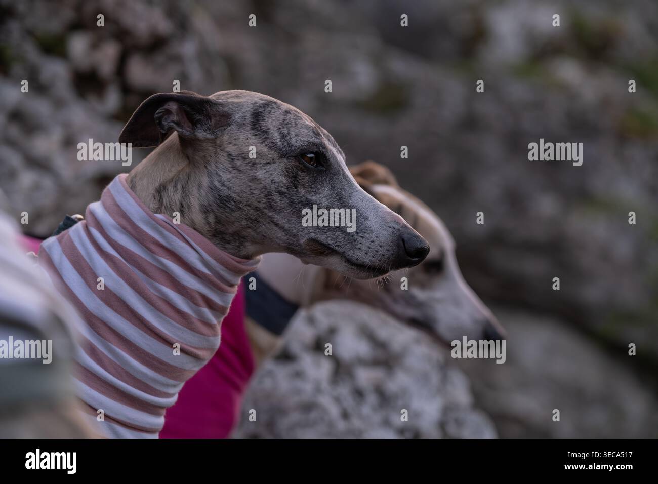 Zwei greyhound-Hunde tragen Kleidung im Freien in Nahaufnahme. Konzept der Tierpflege, des Schutzes und der empfindlichen Rassen. Geeignet für Tierleben Stockfoto