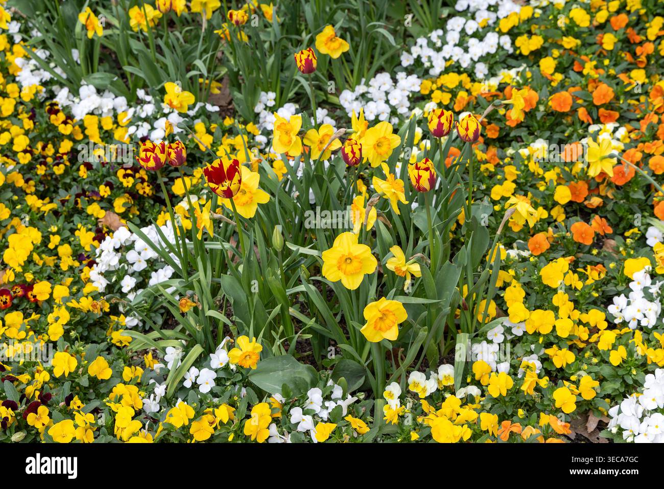 Frühlingsblumen, Tulpen, Narzissen und Violen // Frühlingsblumen, Tulpen, Narzissen und Violen Stockfoto