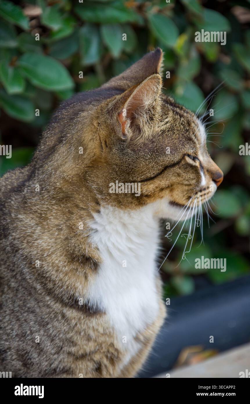 Seitenprofil der Tabby-Katze im Freien Stockfoto
