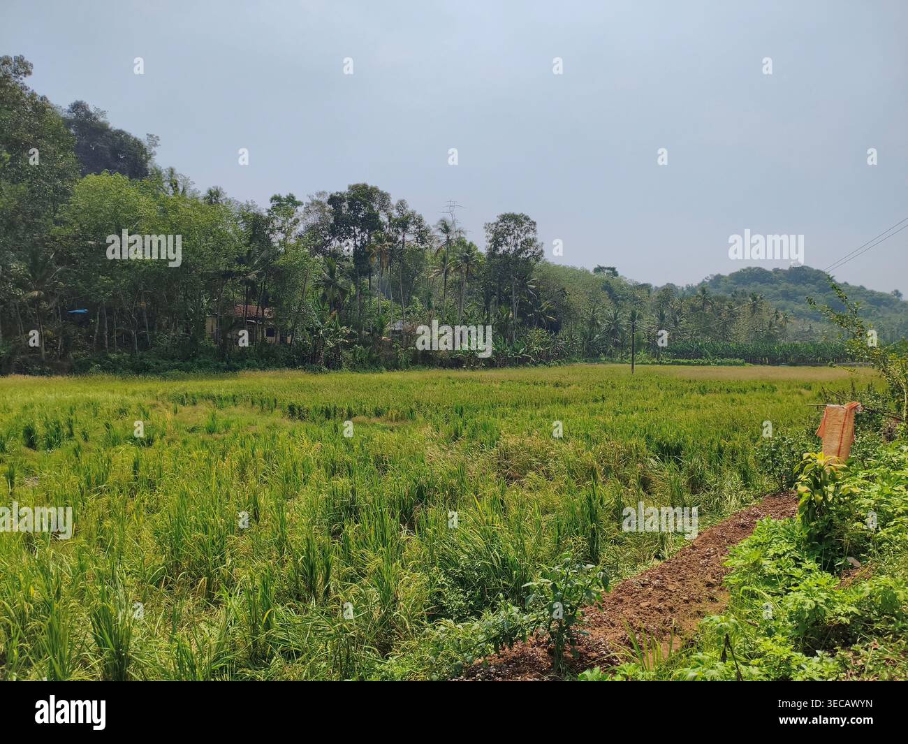 Landschaftsblick auf üppig grüne Reisfelder mit wachsenden Reispflanzen und malerische natürliche Hintergründe bei Tageslicht in der ländlichen Landschaft Kerala, Indien Stockfoto