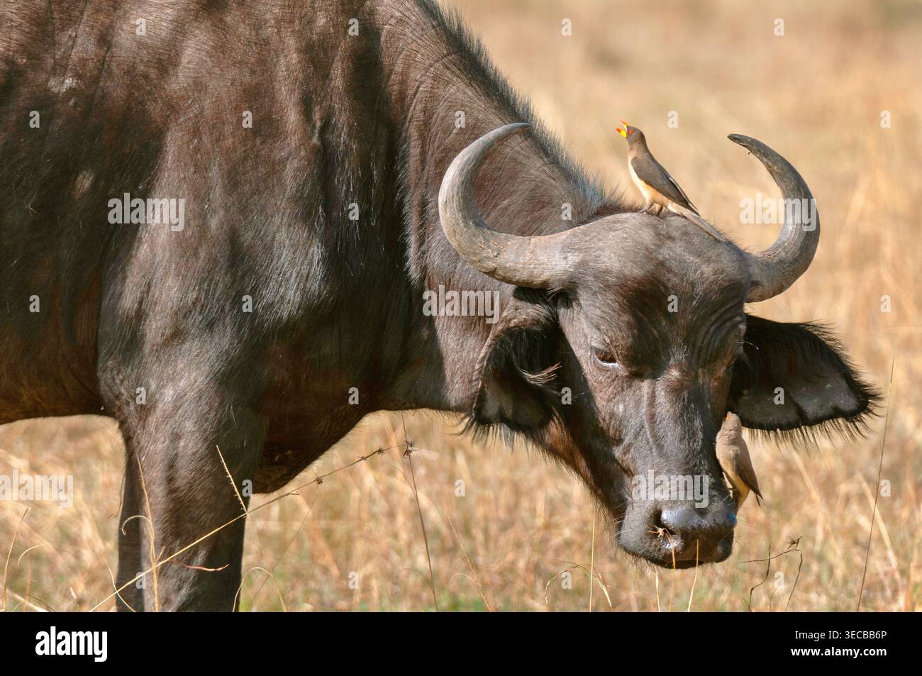 Gelbschnabeloxspecht (Buphagus africanus), an Kopf und Nase eines afrikanischen Büffels, Syncerus Caffer, Kenia, Narok County, Masai Mara National Par Stockfoto