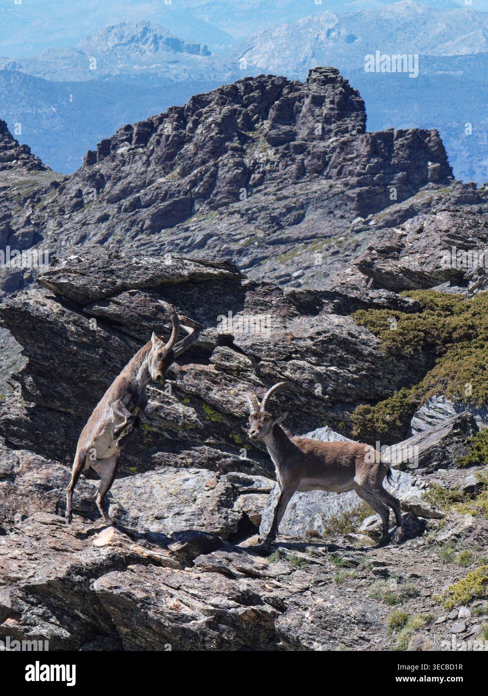 Iberischer Steinbock (Capra pyrenaica), zwei Männchen kämpfen auf einem felsigen Höhenhang, Sierra Nevada Nationalpark, Granada, Spanien, Mai. Stockfoto