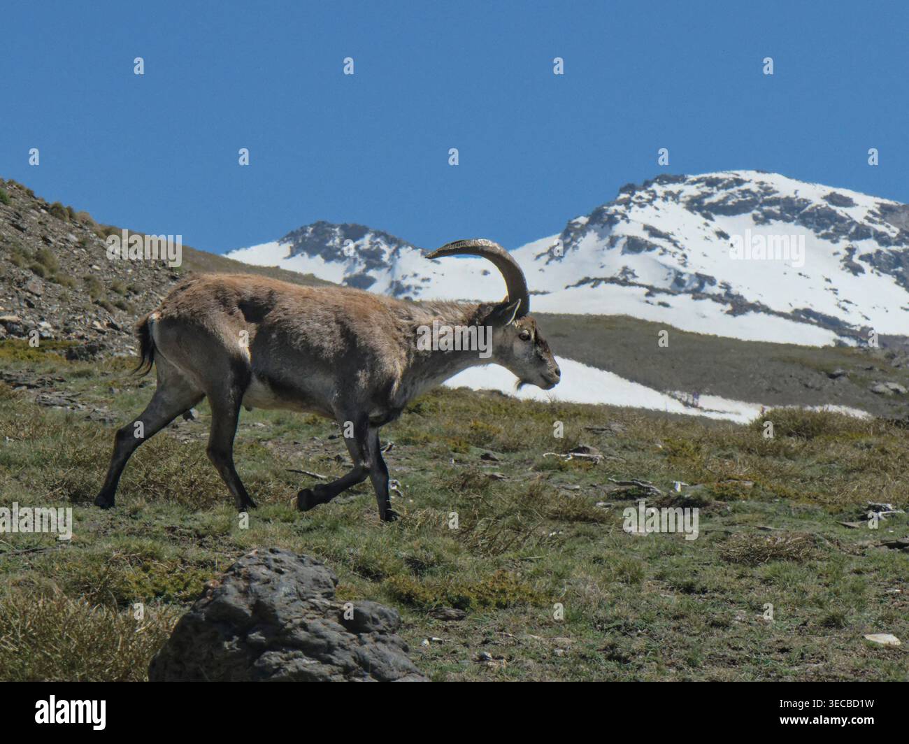 Iberischer Steinbock (Capra pyrenaica), männlich, der unter die Schneegrenze fällt, um eine Bergwiesen auf 2600 m Höhe zu beweiden, Hoya de la Mora, Nationalpark Sierra Nevada, Stockfoto